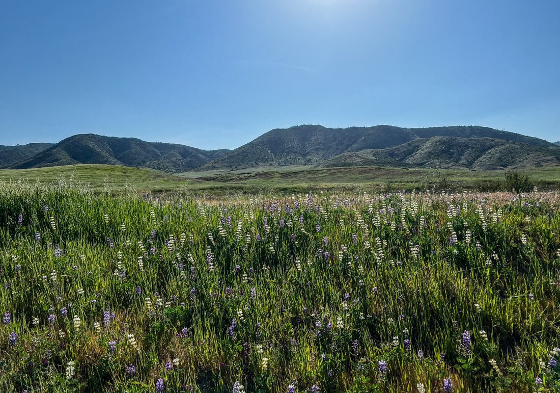 A green hillside with purple lupine flowers in Murrieta under a clear blue sky