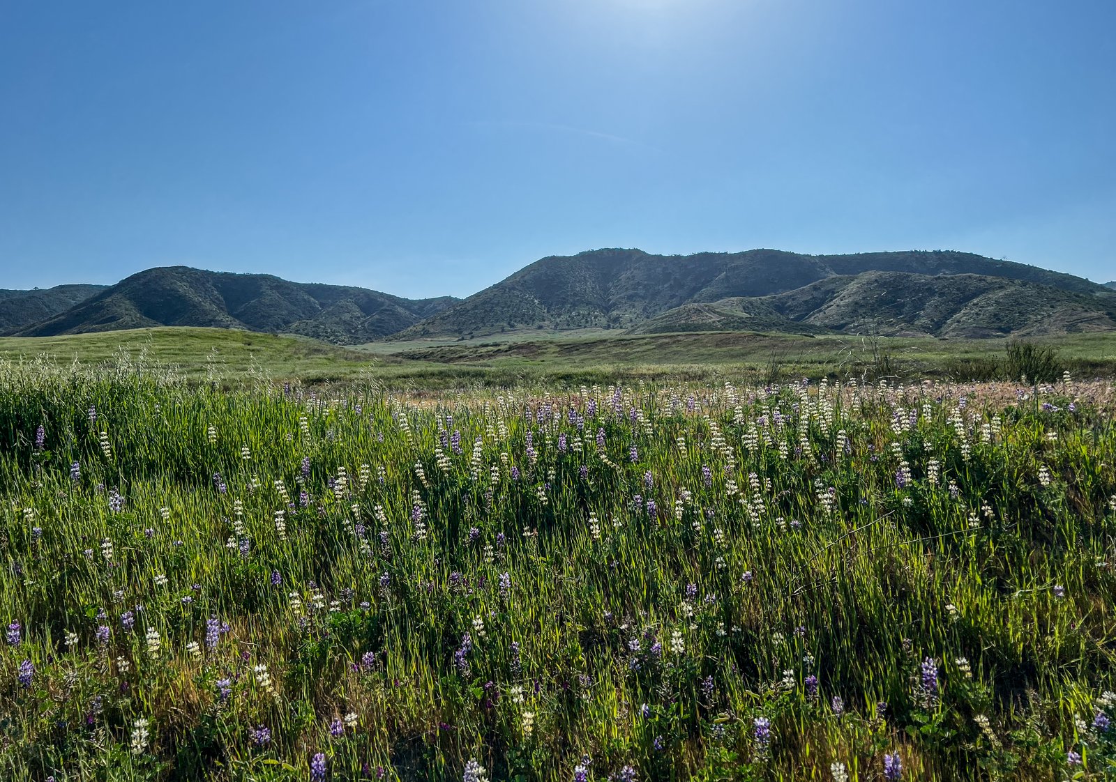 Sun City Marketing — Internet Marketing & Website Design, Wildflower fields near Murrieta, CA