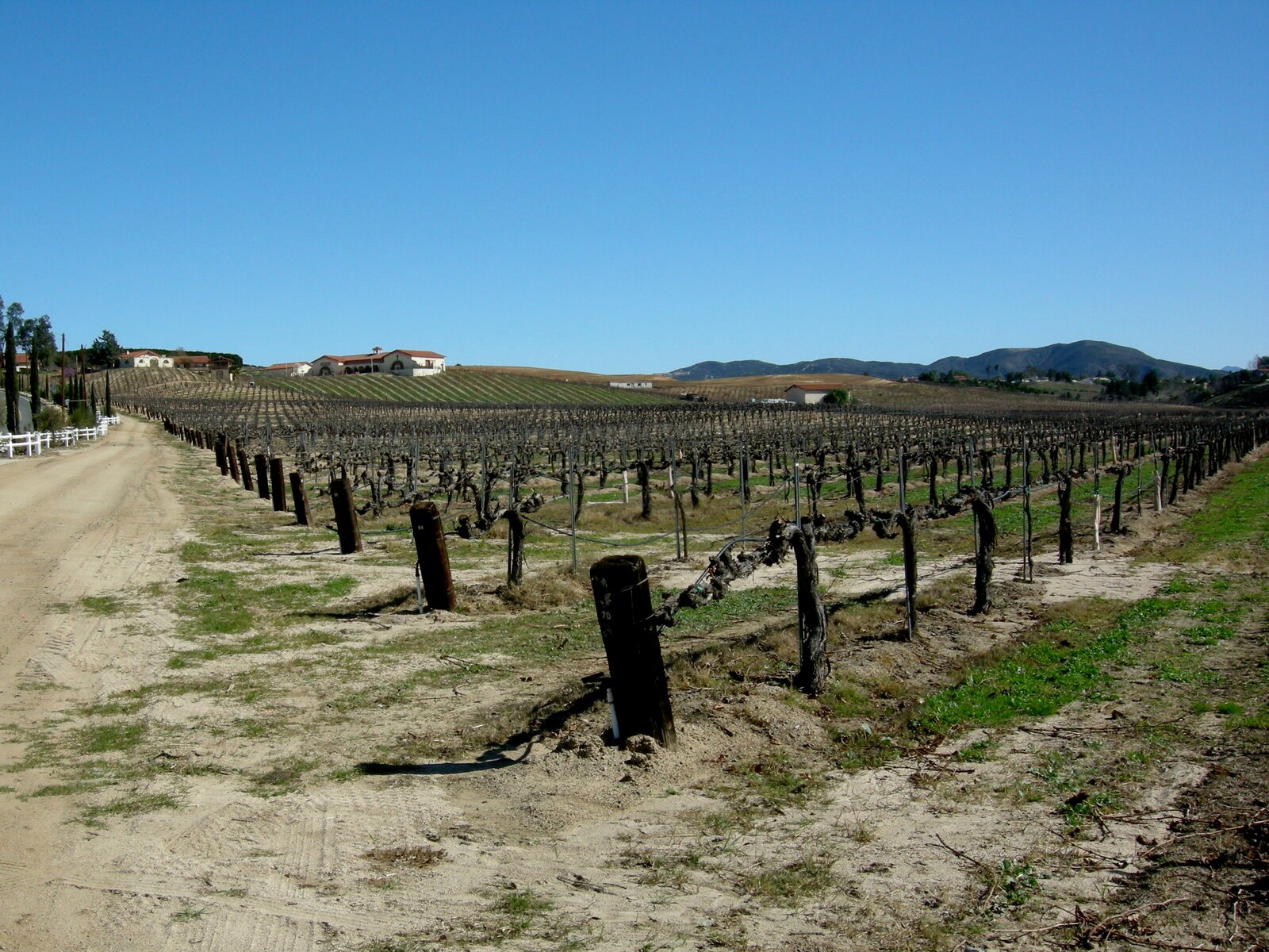 Vineyard rows in the Temecula Valley wine country, with a winery estate in the background